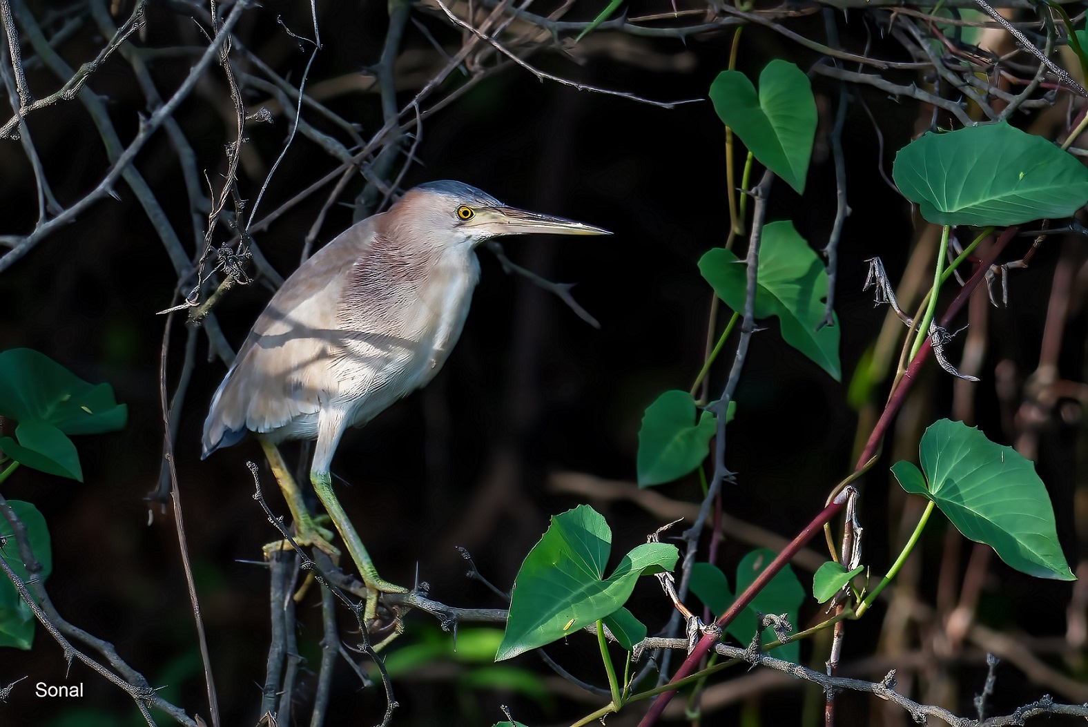 Yellow Bittern